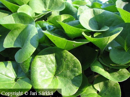 Taponlehti, Asarum europaeum 'Himmealehtinen'